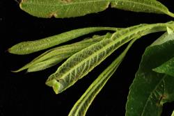 Salix lasiolepis. Emerging leaves with hairs that are rapidly lost.
 Image: D. Glenny © Landcare Research 2020 CC BY 4.0